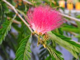 Albizia saman Rain Tree Seeds- Beautiful Flowering Tree of India- 25 Fre... - $6.99