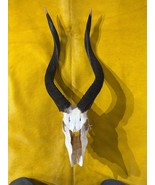 Nyala African Antelope Horn + Skull (27and 26.5 inches horns around the ... - €280,92 EUR