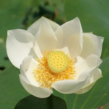 Nelumbo Nucifera White Flower 5 Seeds Sacred Lotus Very Fresh Seeds Fresh Seeds  - £7.50 GBP