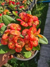 GOLDEN BELL*Crown Of Thorns-Euphorbia Milii*Christ Plant**Very Small Well Rooted - £751.12 GBP