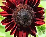 Sunflower Seeds Chocolate Cherry 40 Seeds Fast Shipping - $7.99