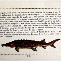Lake Sturgeon 1939 Fresh Water Fish Art Gordon Ertz Color Plate Print PC... - $29.99