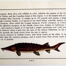 Lake Sturgeon 1939 Fresh Water Fish Art Gordon Ertz Color Plate Print PC... - £23.83 GBP