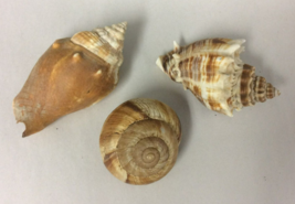 Lot 3 Shells Fighting Conch Helicidae Snail Florida Crown Conch - £7.47 GBP
