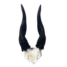 Real Bushbuck Skull -  Bushbuck Antelope Skull- Size: 2 DX 6 W X 13 H&quot; - $98.01