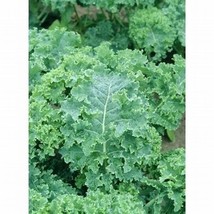 Kale Japanese Flowering, 75 Seeds R - £13.06 GBP