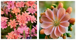 Little Peach Lewisia Live Starter Plant Gardening (NO HEAT PACK) - £27.42 GBP