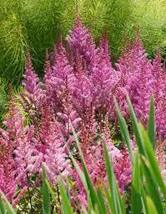 1.astilbe MAGGIE DALEY  2.5&quot; pot  Live Potted Plantfor Home Garden - £22.02 GBP