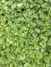 20 Pc Seeds Asian Ponysfoot Plant, Dichondra micrantha Seeds for Planting | RK - £20.20 GBP