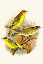 St. Helena Seed Eater &amp; Green Singing Finch - £15.79 GBP