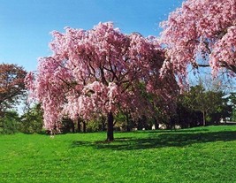 Live Japanese Pink Weeping Cherry Tree Strong Rooted Plants - £33.97 GBP