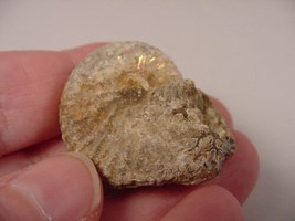 (F426-A) 1-1/2&quot; Ammonite fossil ammonites extinct marine molluscs shell ... - $12.19