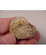 (F426-A) 1-1/2&quot; Ammonite fossil ammonites extinct marine molluscs shell ... - £9.53 GBP