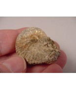 (F426-A) 1-1/2&quot; Ammonite fossil ammonites extinct marine molluscs shell ... - $12.19