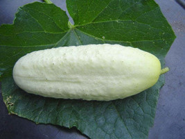 FREE SHIPPING Cucumis sativus White Wonder Garden Cucumber 10 Seeds - £646.96 GBP