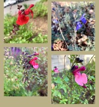 Mixed Salvia Red Pink Purple Blue Pink Sages 25 Seeds Fresh Garden - £11.75 GBP