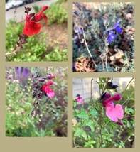 Mixed Salvia Red Pink Purple Blue Pink Sages 25 Seeds Fresh Garden - £11.21 GBP