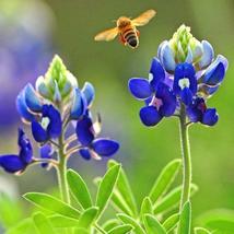 20 seeds Texas Bluebonnet Wildflower - £3.33 GBP