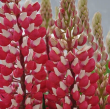 25 Pc Seeds Red White Lupine Flowers, Perennial Lupine Seeds for Planting | RK - £15.23 GBP