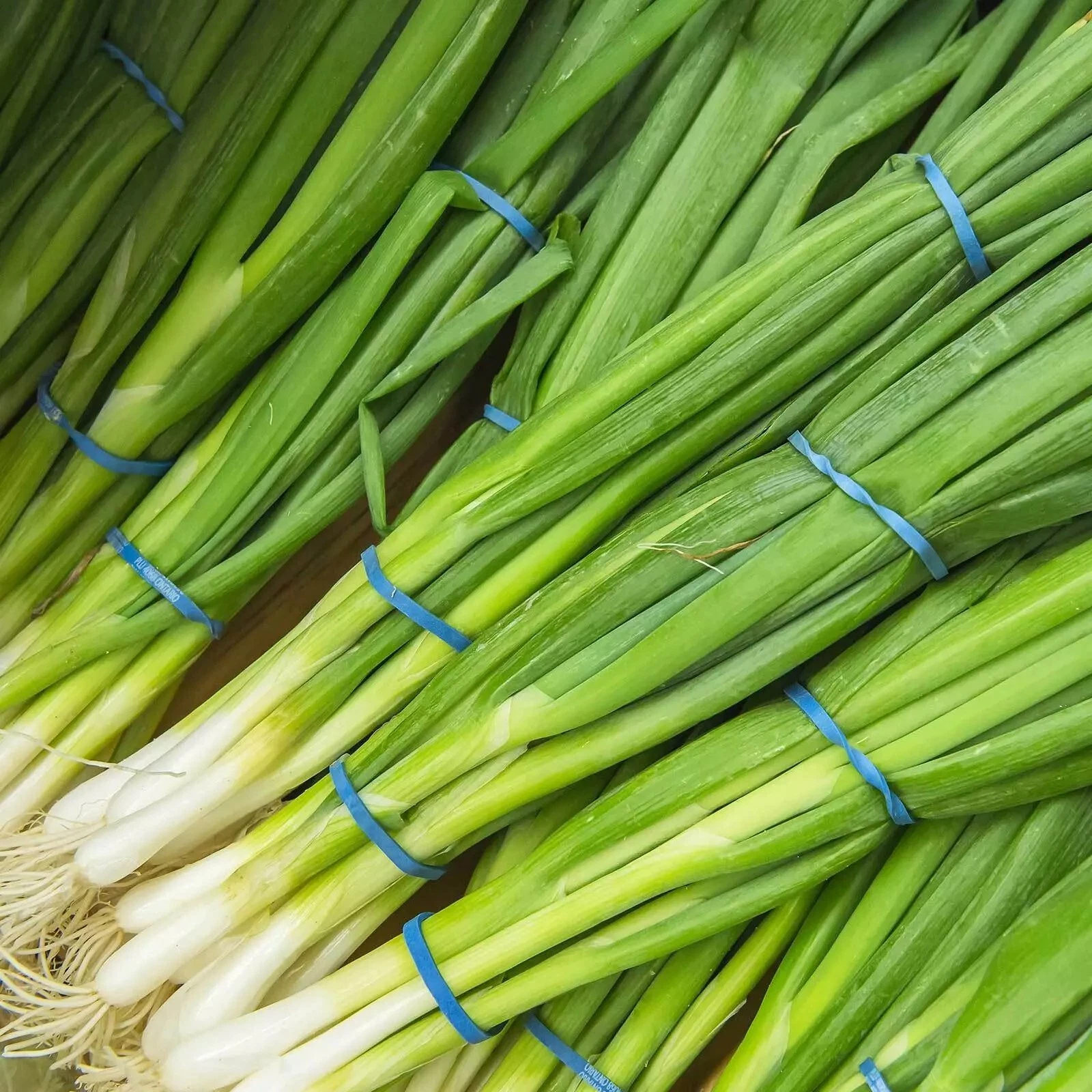Evergreen White Nebuka Bunching Onion Seeds, NON-GMO , ORGANIC, HEIRLOOM - $4.49