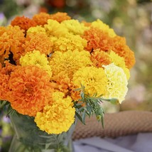 300+ Marigold African &quot;&quot;Crackerjack Mix&quot;&quot; Seeds 24 30 Inches Us Seller Non Gmo G - £5.00 GBP