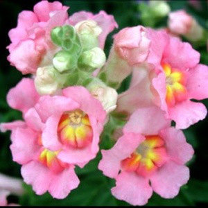 35 Mixed Snapdragon Flower Seeds-1353 - $3.98
