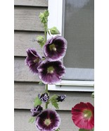 25 Purple White Hollyhock Seeds Perennial Giant Flower Garden Seed Flowe... - $9.78