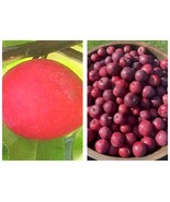 Dolgo Crabapple Apple Tree Seedling Fruit Very Hardy Edible LIVE PLANT - £41.75 GBP