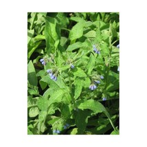 Premier Seeds Direct HRB38 Herb Comfrey Symphytum Officinale Seeds (Pack... - $7.00