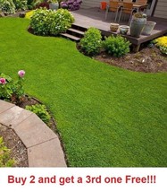 Irish Moss Ground Cover- Garden- Landscape 300 Seeds - £5.15 GBP