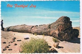 Arizona Postcard Old Faithful Log Cross Section - £1.15 GBP