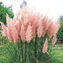 200 Ornamental Pink Pampas Grass Cortaderia Selloana Rosea Seeds Fresh - £15.83 GBP