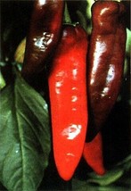 30 Pcs Big Jim Chili Pepper Seeds #MNHG - £11.40 GBP
