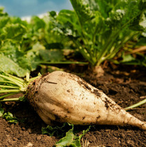 New Fresh Seeds Sugar Beet White Albino Sucrose Beets Cover Crop Vegetable - $7.90