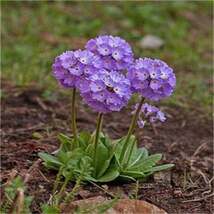 aidong Perennial Plant seeds , Primulaceae, Ball Primrose, Lilac Lilac P... - $6.00