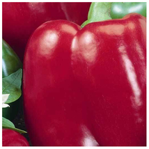 Pepper Seeds - Sweet - Big Red - 300 mg (Approximately 35-42 Seeds) - £20.71 GBP