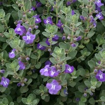 New Fresh Seeds Scutellaria Resinosa Prairie Skullcap 20 Seeds - $18.10