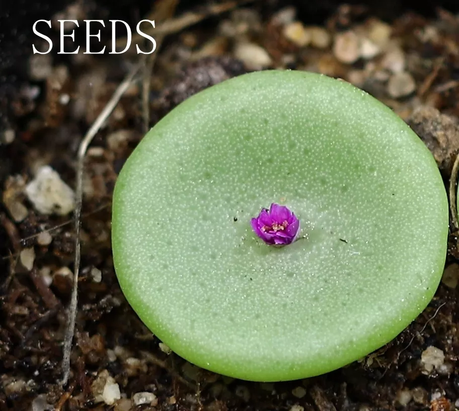 SEEDS - Conophytum crateriforme 15 seeds - $23.90