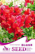 Red Baby Snapdragon Original Pack 60 - $8.98