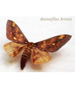 Large Saturn Citheronia Andina Real Moth Taxidermy Framed Entomology Sha... - $2,203.81 MXN