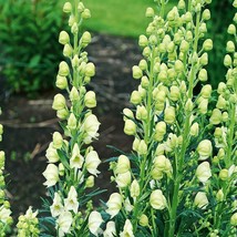 Bearded Monkshood Aconitum Barnatum Organic Showy Yellow Blooms Tall Pre Stratif - $11.76