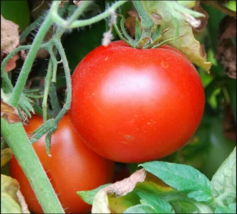 100 RUTGERS TOMATO SEEDS GARDEN culinary COOKING vegetables SAUCE - $4.98