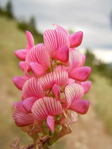 Top Seller 50 Pink Sainfoin Onobrychis Viciifolia Holy Clover Legume Gro... - £11.48 GBP