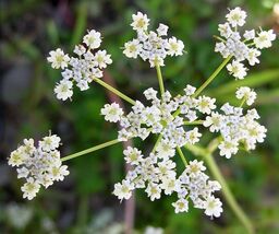 Cumin Herb Seeds, Tex Mex, Jeera, NON-GMO,  Variety Sizes, FREE SHIPPING - $1.67+