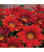 USA Seller Gazania Seeds New Day Red Shades 50 Seeds - $18.84