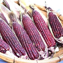 Bloody Butcher Corn Seeds 30-3000 Seeds Non-Gmo USA Seller Garden Fresh - £7.57 GBP