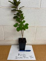 PURPLE SMOKE tree 4" pot image 3