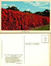 Florida Flame Vine Beautiful Red Flowers Poem on the Back Vintage Postcard - £7.34 GBP