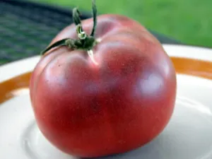 50 Seeds Rosella Purple Tomato Heirloom Vegetable Tomatoe Edible Fresh Garden - $9.32
