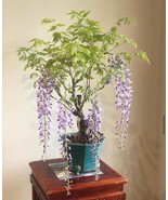 Wisteria Living Room Bonsai Tree seeds, best gift for him her mom dad ho... - $9.95